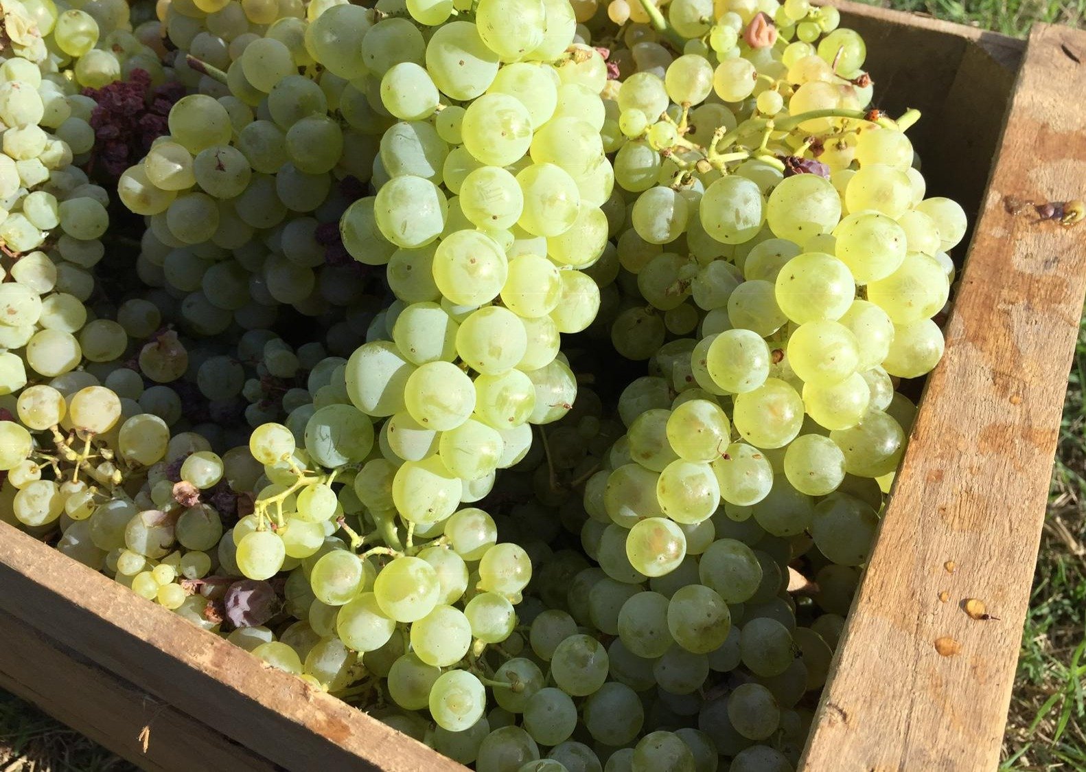 Grapes harvested in Reggio Emilia for balsamic vinegar